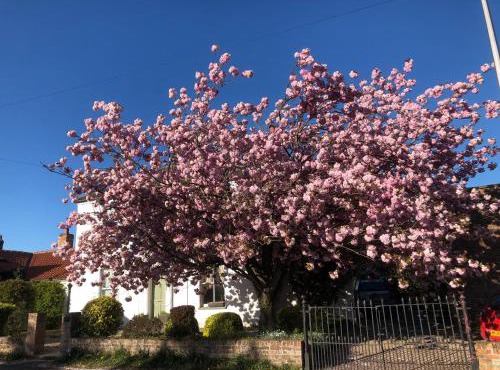 Cherry Tree in York