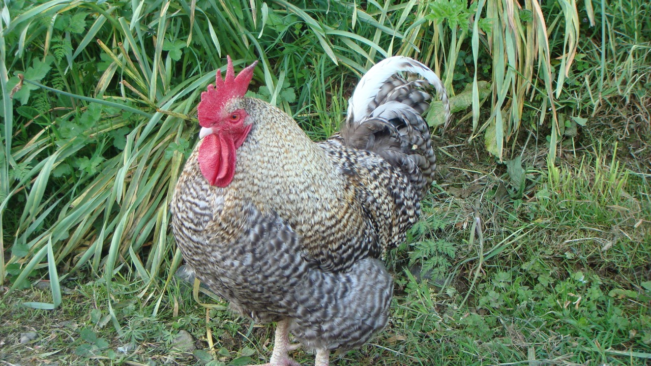 Photo of Others in Llanfyllin